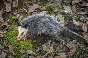 Pro-Pest Skunk & Opossum Lure, Wildlife