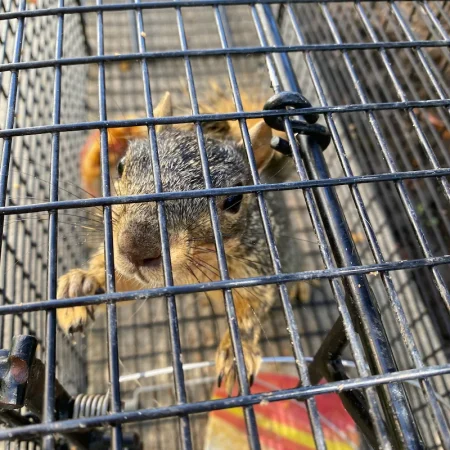 Trapping Squirrels - Humane Squirrel Traps - Critter Control